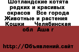 Шотландские котята редких и красивых  окрасов - Все города Животные и растения » Кошки   . Челябинская обл.,Аша г.